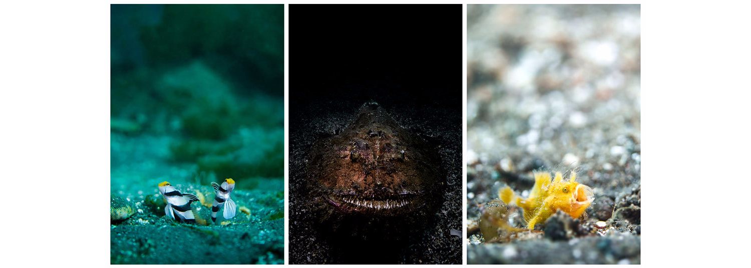 Photo examples