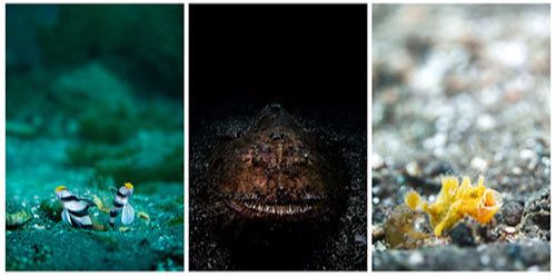 Photo examples