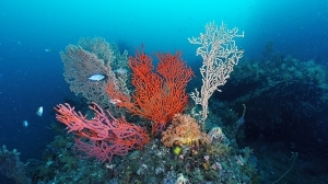 Professional-level Image Quality